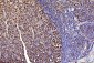 Anti-FEN1 Antibody Picoband™ (monoclonal, 6F3F2)